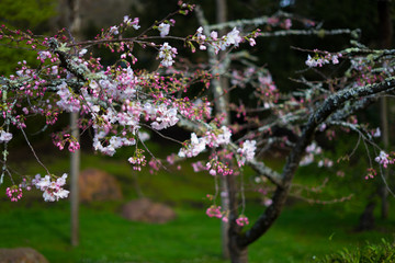 cherry blossoms in March