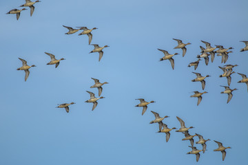 Flock of birds in sky