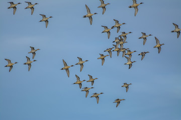 Flock of wild birds in sky