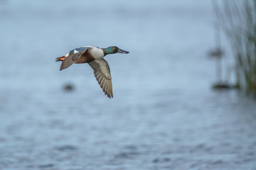 Duck flying over lake