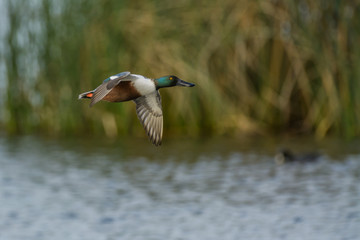 Mallard flying near lake shore