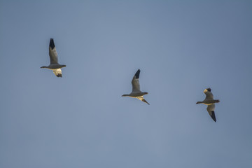 Three birds flying in sky