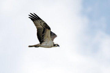 Osprey in flight