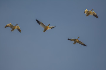 Flying Snow geese in blue sky
