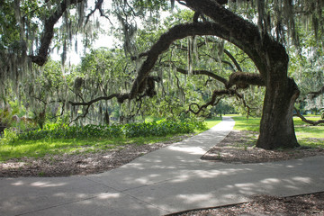 Shady Oak in Park