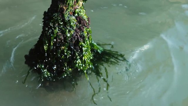 Floating water in Grand Canal, Venice.