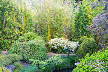 Fototapeta premium Plant in Japanese Tea Garden