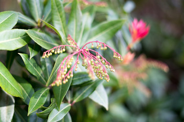 Tea plants in Japanese Tea Garden