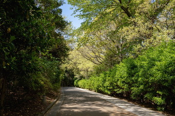 Fototapeta na wymiar Promenade in Yashima at spring time,Takamatsu,Kagawa,Shikoku,Japan
