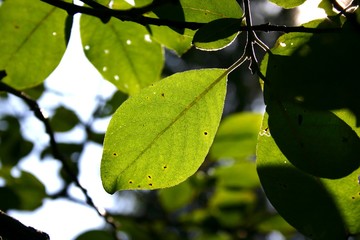 Oświetlony słońcem liść. © Jan
