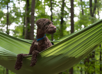 Brown curly haired Australian Labradoodle dog sitting in green hammock in the forest while camping