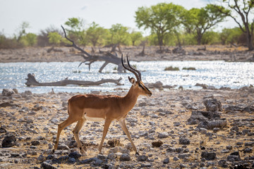 Springbok Etosha national Parc Namibie Antilope