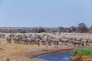 Zèbres de Namibie Parc national Etosha safari 