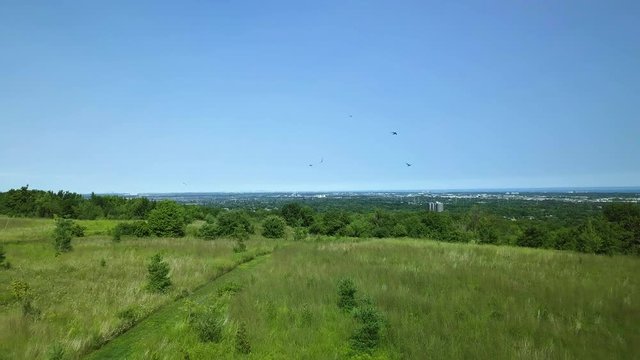 Aerial view of field and Burlington, Ontario as birds chase camera
