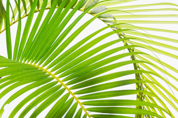 close up background of green palm leaf