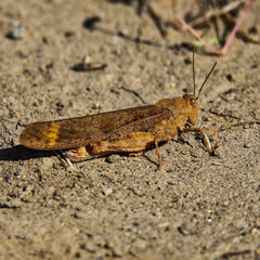 Pallid-winged Grasshopper