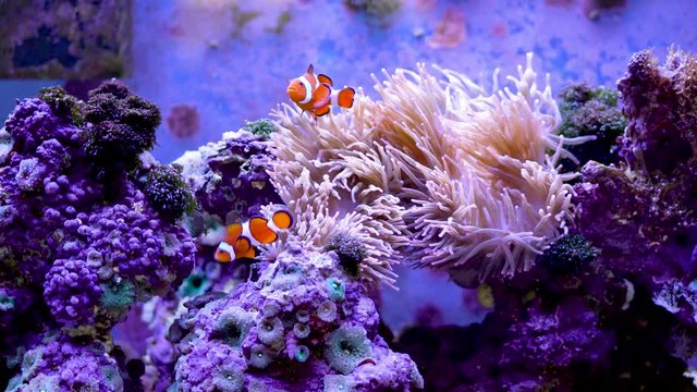Playful clownfish swimming around a sea anemone
