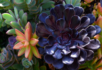 Black Aeonium arboreum plant commonly known as tree aeonium,variety Zwartkop and succulents at a botanical garden.
Subtropical plants of the family Crassulaceae.
Selective focus.