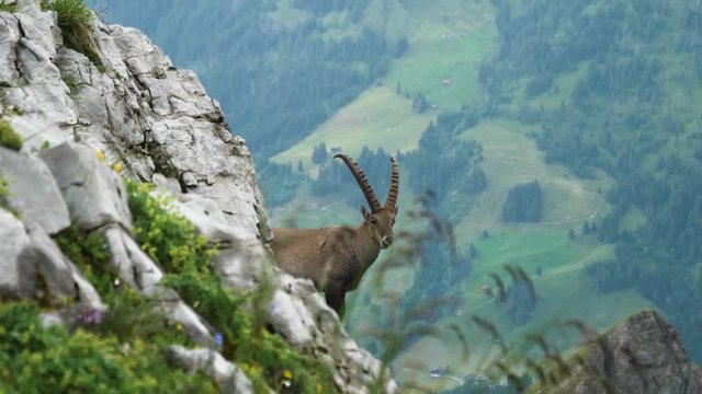 majestic animal with horns alpine ibex capricorn capra ibex looking behind steep mountain siwss alps brienzer rothorn