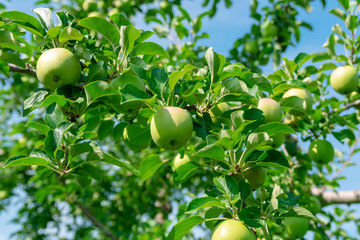 【青森県弘前市岩木山麓】これから色つき始める津軽のリンゴ
