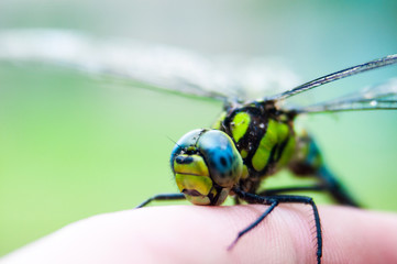 Small dragonfly on hand