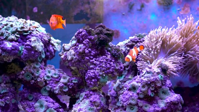 Flame angelfish exploring coral reef with clownfish