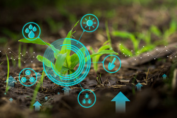 Growing young maize seedling in cultivated agricultural farm field with modern technology concepts