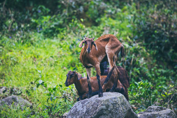 Fototapeta na wymiar Chèvre rocher nature Sri Lanka animal