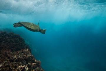 Green sea turtle underwater swimming over the reef