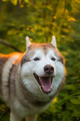 Portrait of dog with brown eyes standing in in the forest at sunset