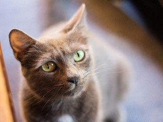 Close up on the head of a blue grey stray cat, british or russian grey style, with green eyes, looking at the camera