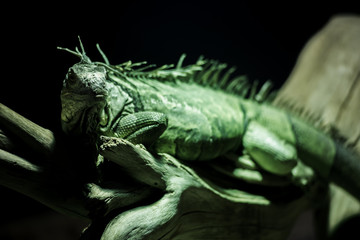 iguana on alert mode