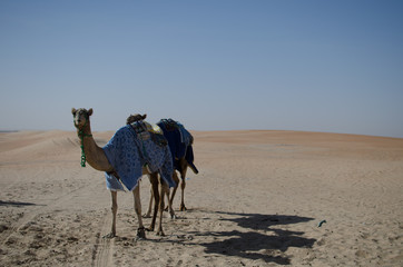 desert transportation 1