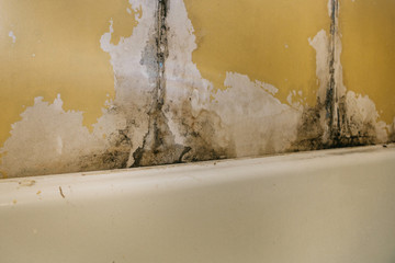 The old wall in the bathroom is covered with mold due to humidity in the room.