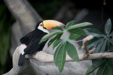 tropical toucan bird 3