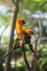 love birds 1