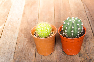 Cactus wood,cactus on wooden and Lighting Effects