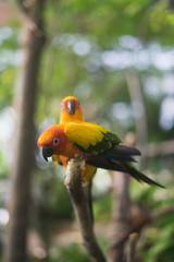 love birds 3