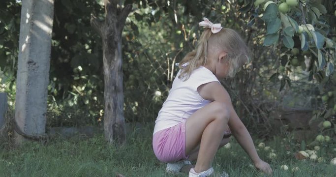 Little pretty girl picks apples in garden. Child helps parents to harvest fruit. 4k video shooting by handheld gimbal
