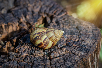 Big snail in shell crawling on Timber