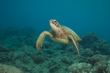 Close encounter with a green sea turtle underwater in clear tropical water