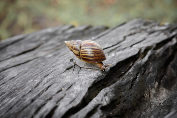 Big snail in shell crawling on Timber
