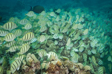 Fototapeta na wymiar Massive school of tropical striped fish filling the underwater frame