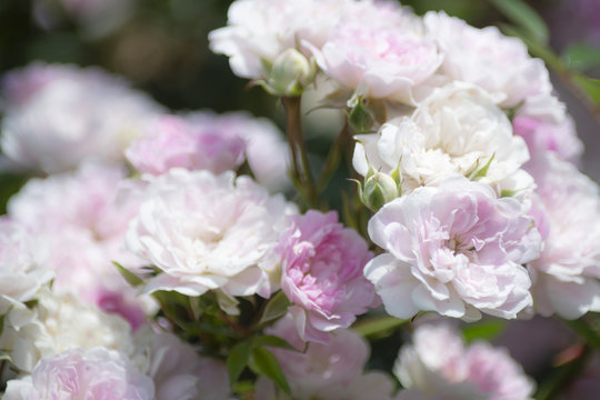 92 Best 蔓薔薇 Images Stock Photos Vectors Adobe Stock