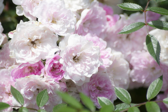 蔓薔薇 Photos Royalty Free Images Graphics Vectors Videos Adobe Stock