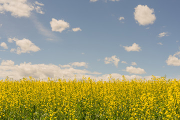 Obraz premium Canola with Blue Sky and Clouds