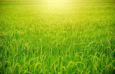 Countryside scenery of paddy rice field