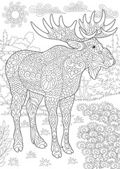 Coloring Page. Coloring Book. Colouring picture with moose. 