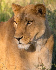 Fototapeta na wymiar Lioness - Female