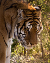 Siberian Tiger - Male